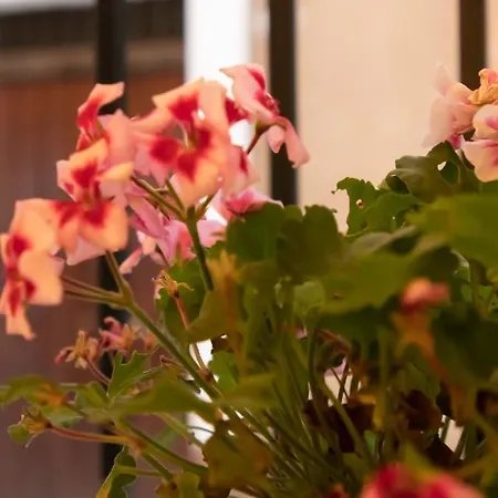 La Casetta Del Pangolino Bed and Breakfast
